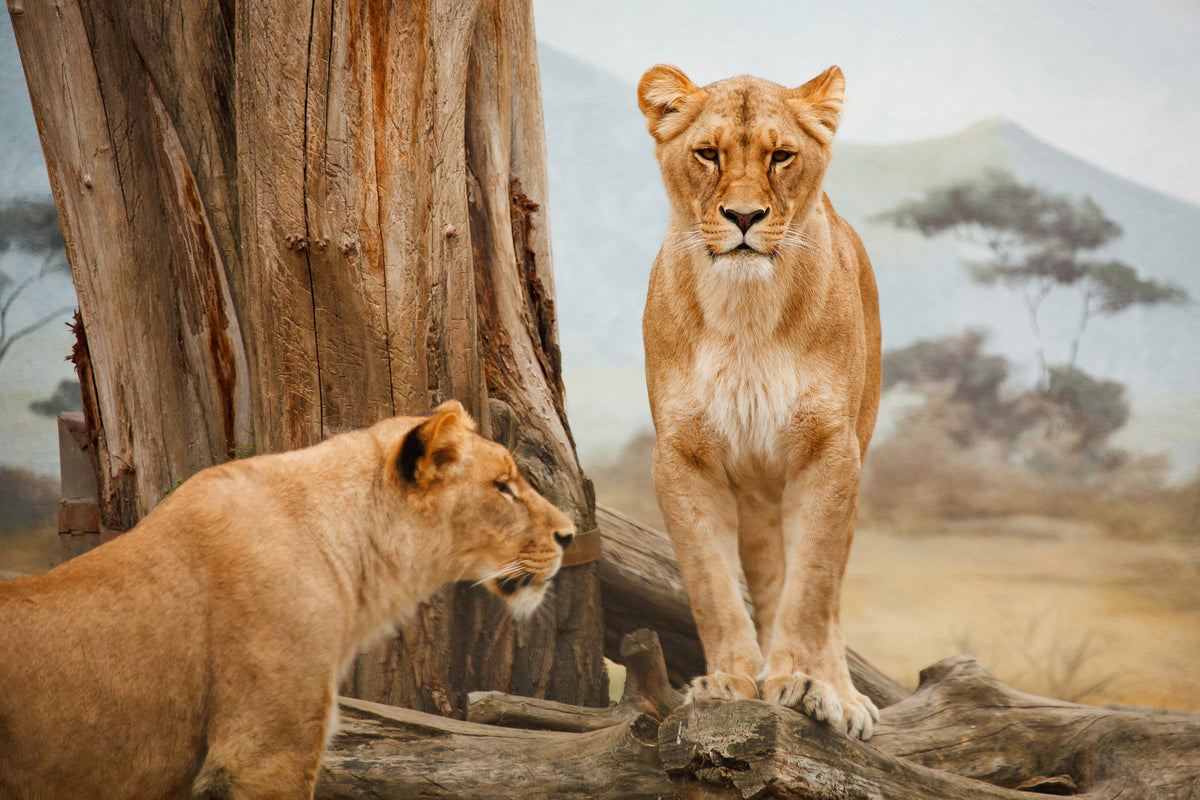 3-piece-aluminium-print-lions-in-africa