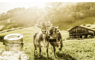 3-piece-aluminium-print-cows-on-the-mountain-pasture