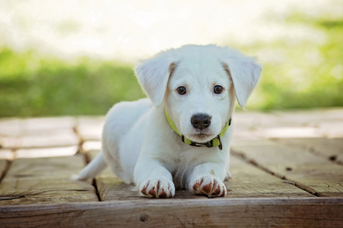 3-piece-canvas-print-cute-dog-baby