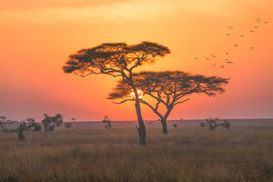 modern-3-piece-canvas-print-fire-sky-of-the-savannah