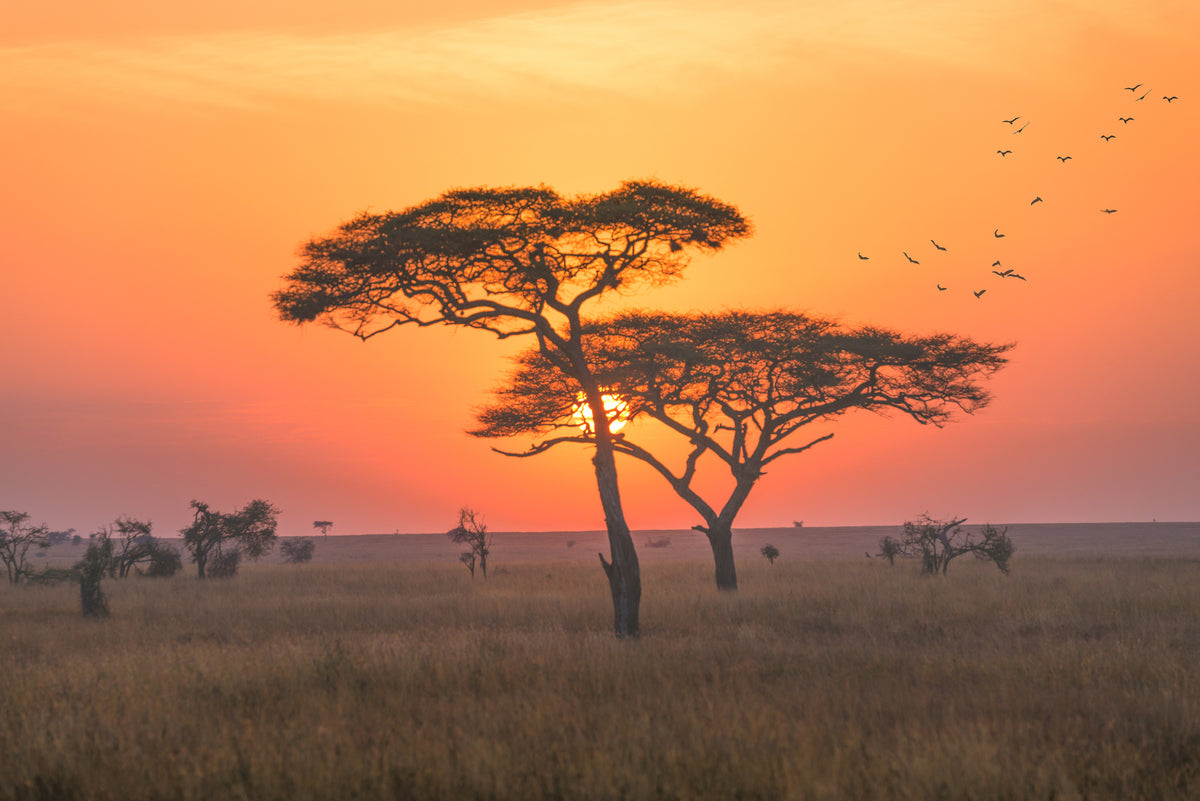 modern-3-piece-canvas-print-fire-sky-of-the-savannah