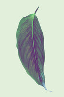 acrylic-print-single-green-leaf