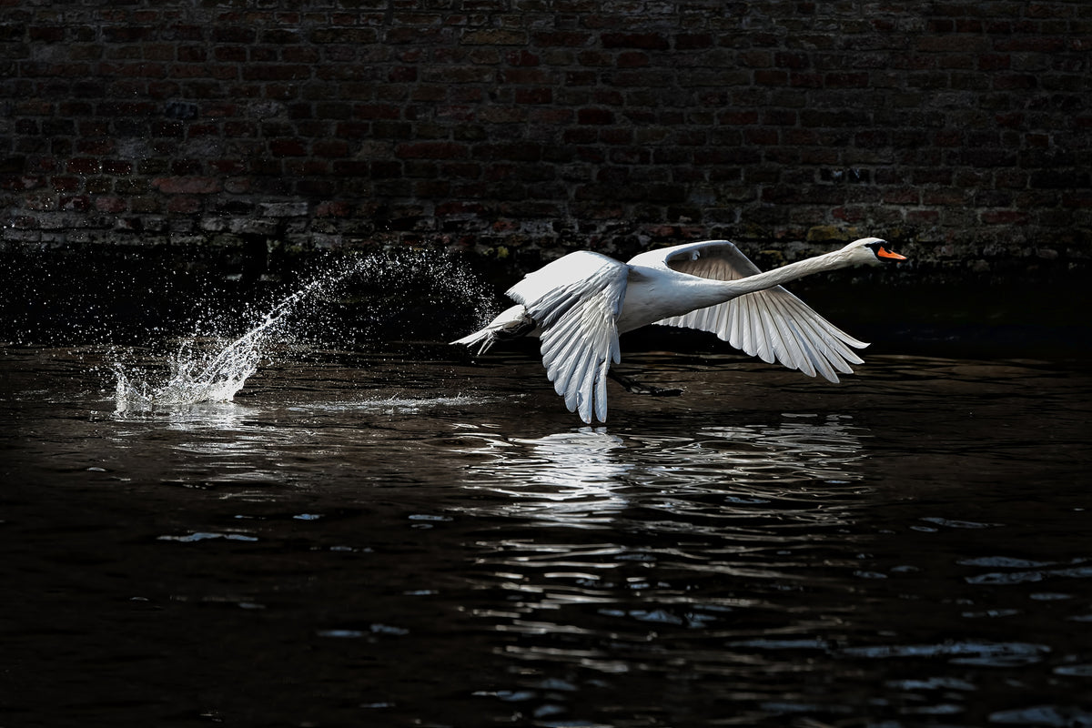 acrylic-print-flying-swan