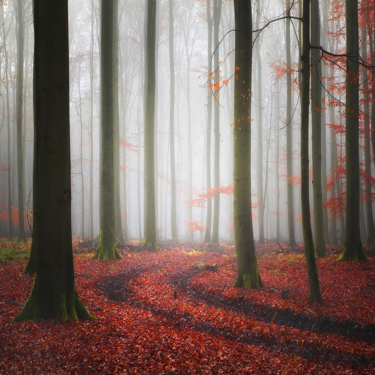 poster-print-autumnal-tracks-2