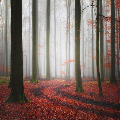 poster-print-autumnal-tracks-2