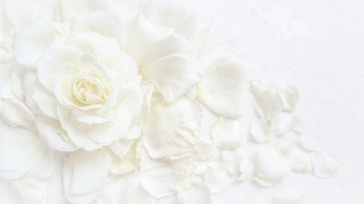 poster-print-white-rose-and-petals