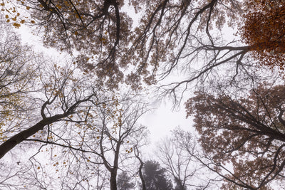 poster-print-looking-up-2