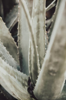 canvas-print-aloe-001
