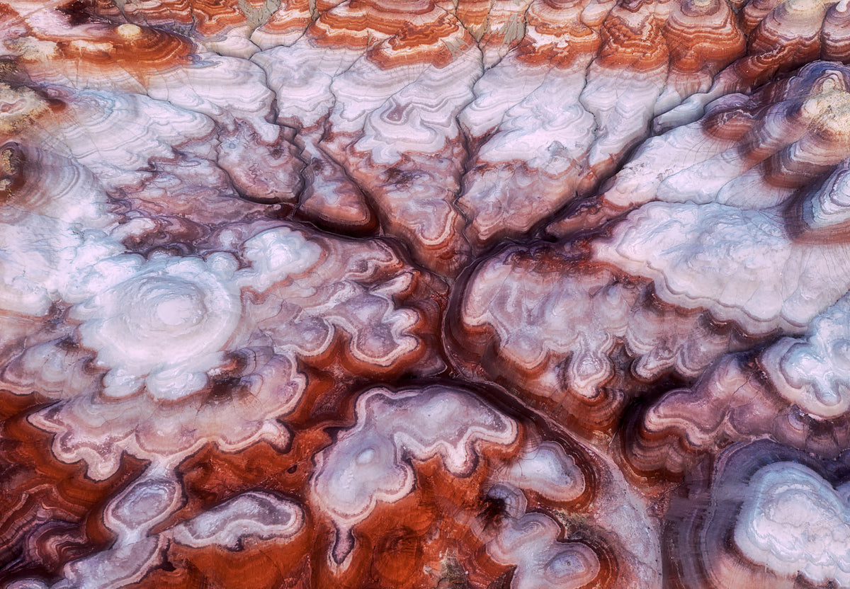 3-piece-aluminium-print-a-tree-in-the-desert