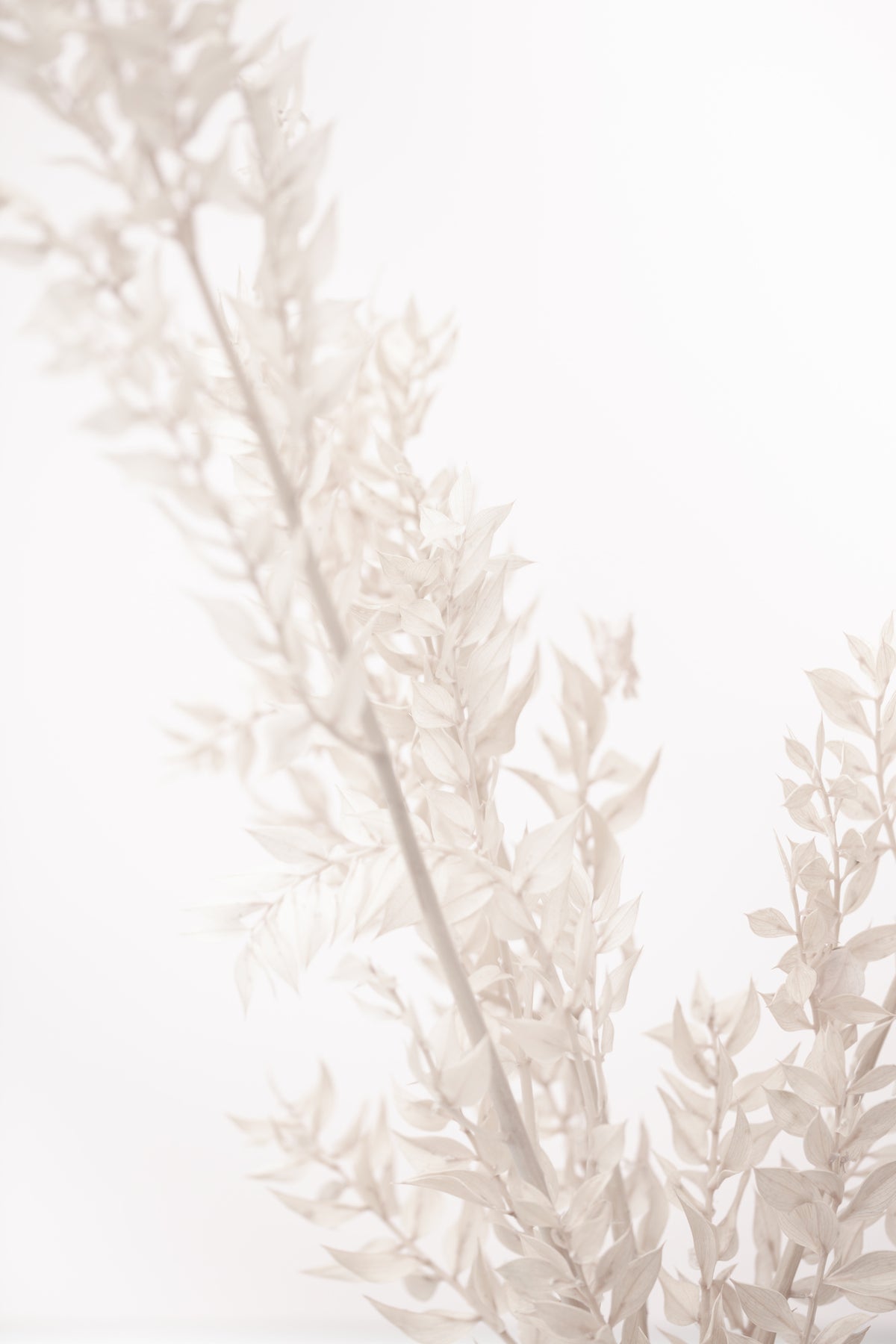 acrylic-print-dried-straws