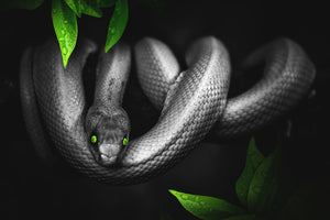 acrylic-print-attention-snake
