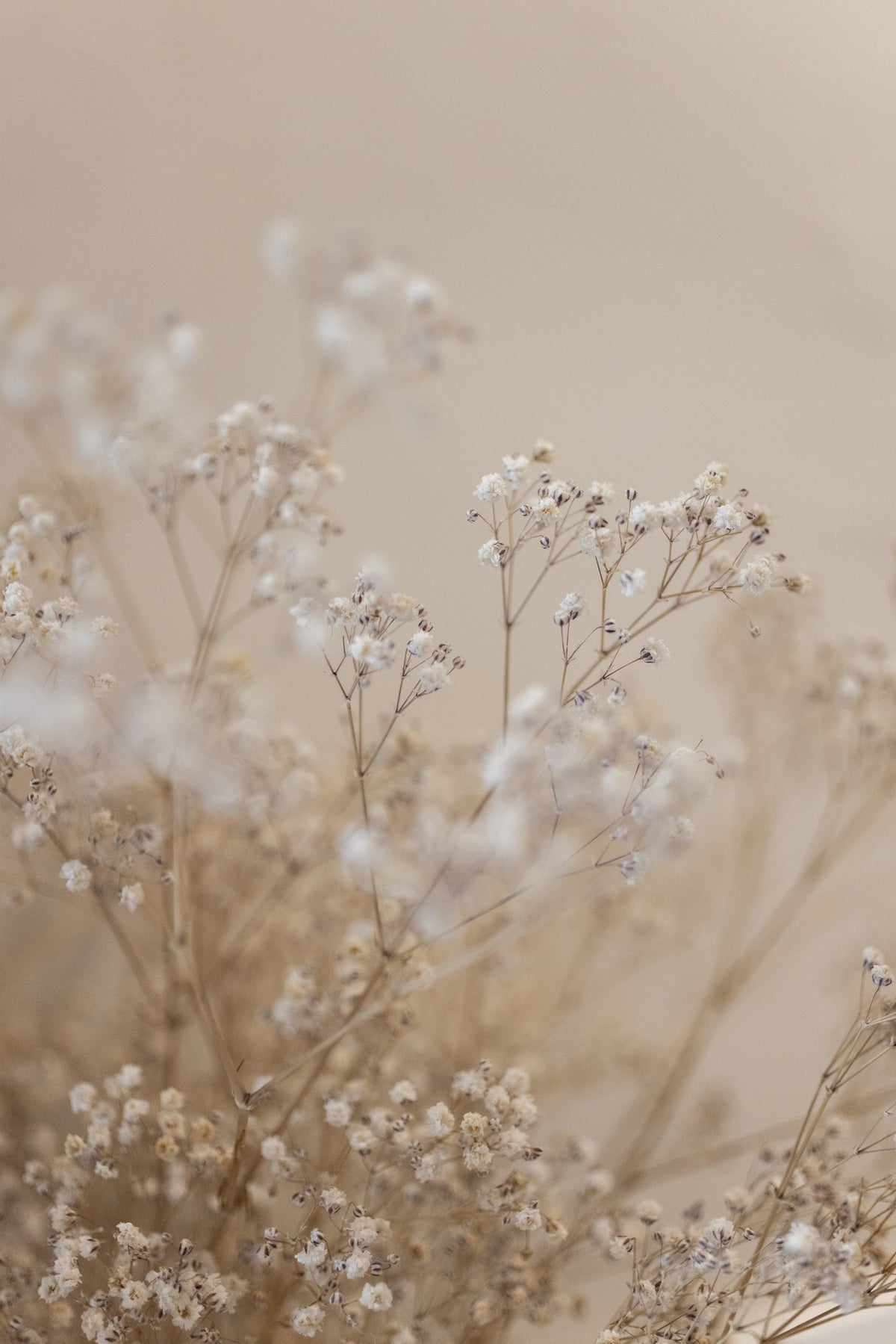 framedposter-print-babys-breath-1