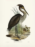 framedposter-print-great-billed-heron