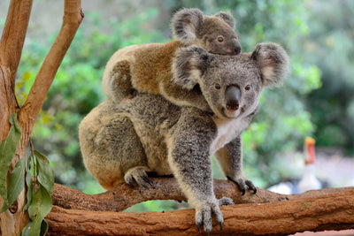 poster-print-mother-koala-with-baby-on-her-back