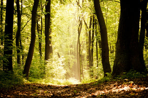 modern-3-piece-canvas-print-sunrise-in-the-forest