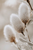 framedcanvas-print-soft-bloom-symphony