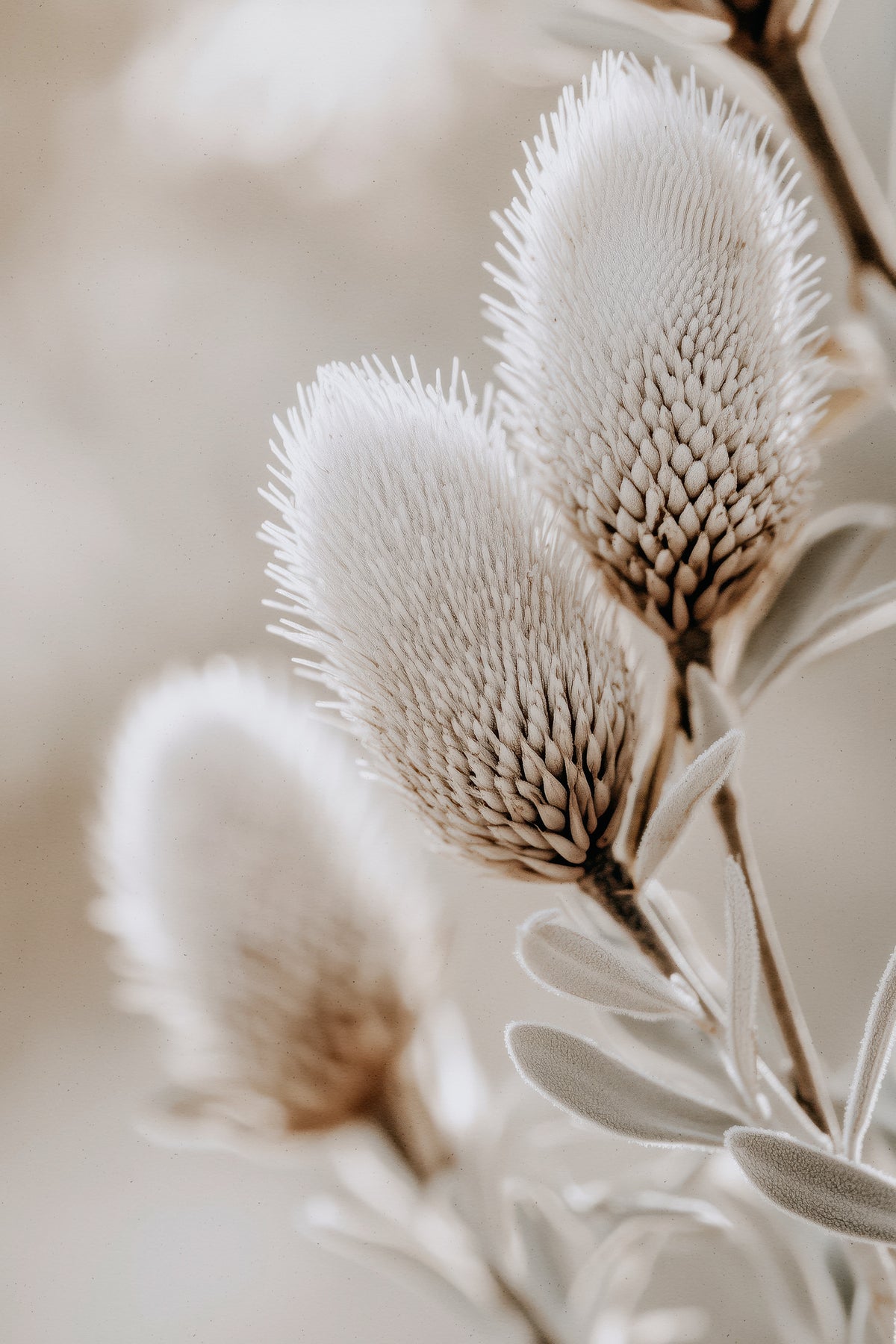 framedcanvas-print-soft-bloom-symphony
