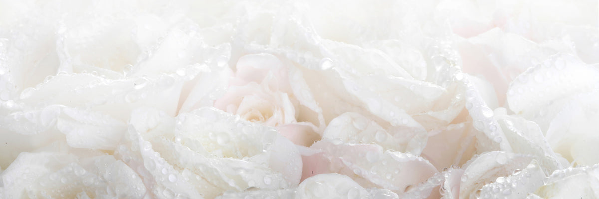 panoramic-poster-print-white-roses-in-the-morning-dew-panorama
