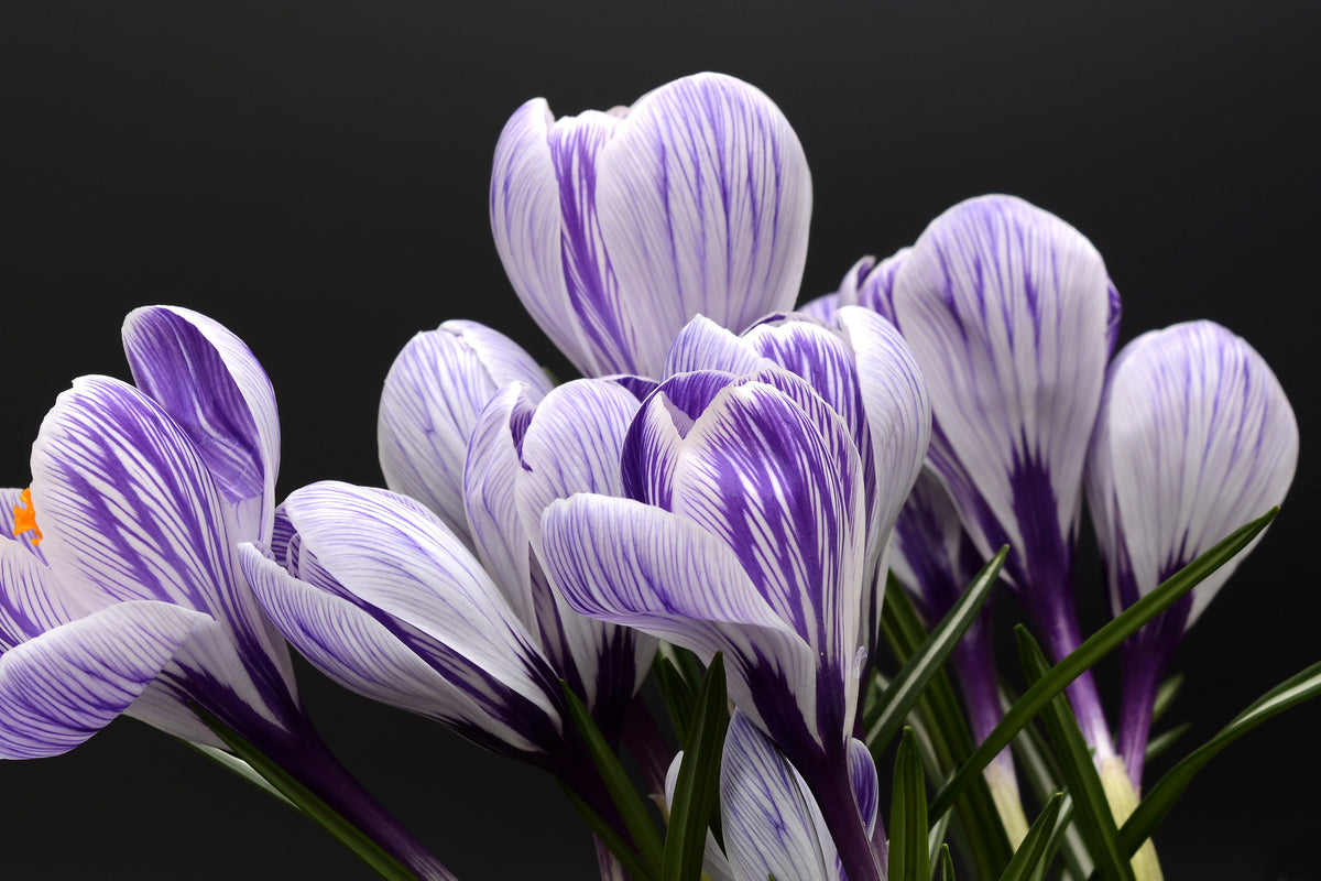 canvas-print-the-crocus