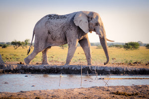 framedcanvas-print-elephant-in-the-nature