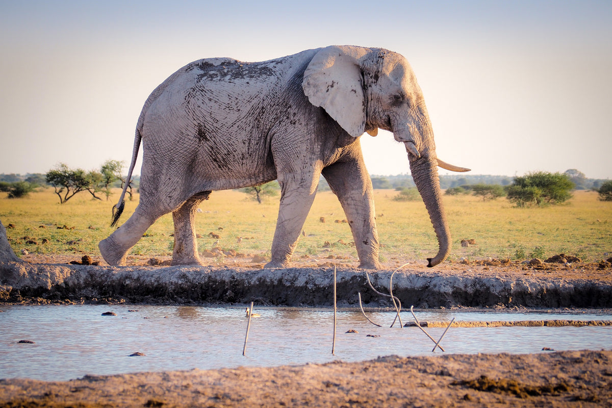 framedcanvas-print-elephant-in-the-nature