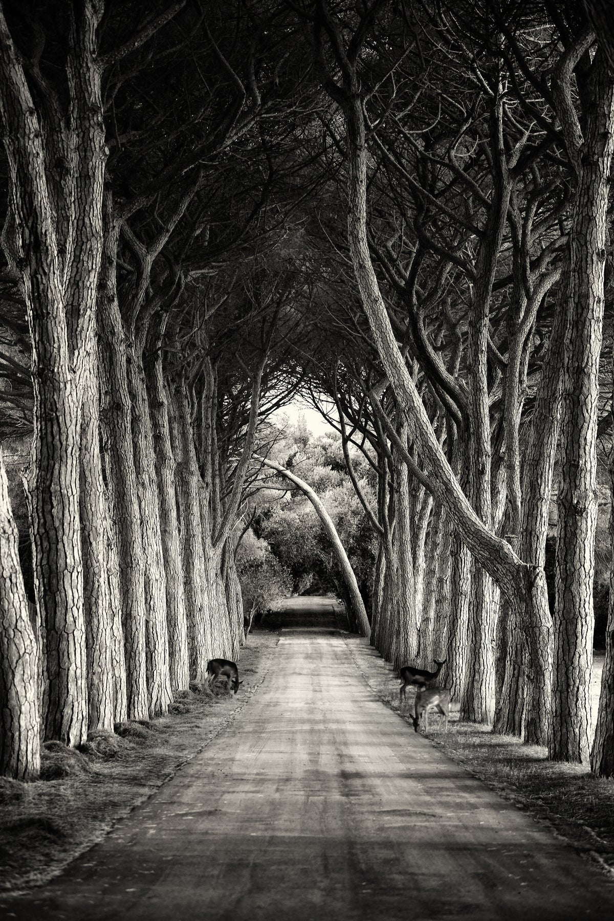 canvas-print-alley