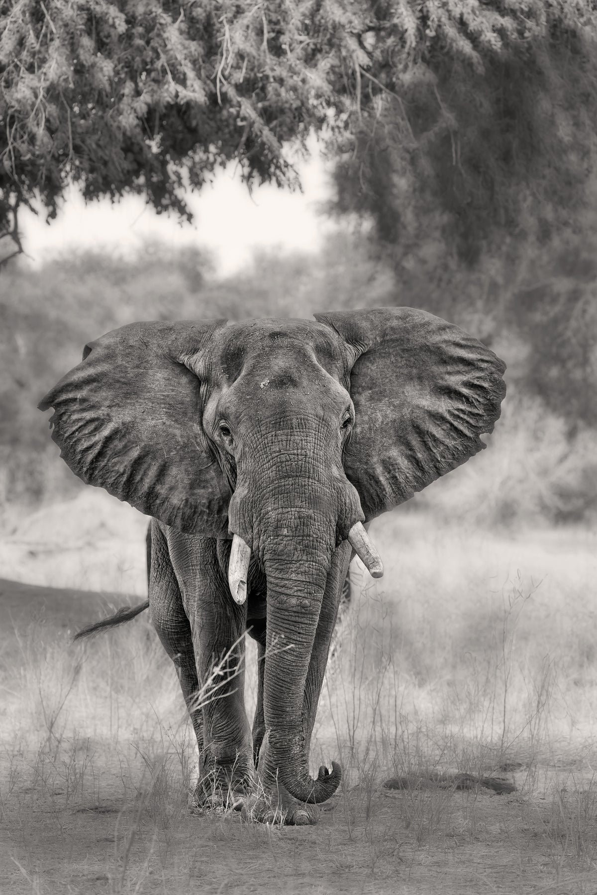 canvas-print-coming-xdh