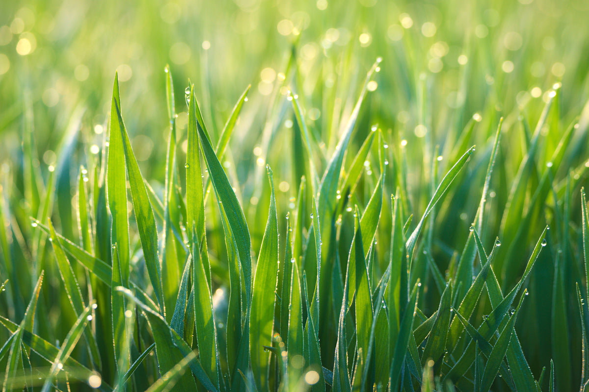 modern-3-piece-acrylic-print-grass-with-morning-dew-xl