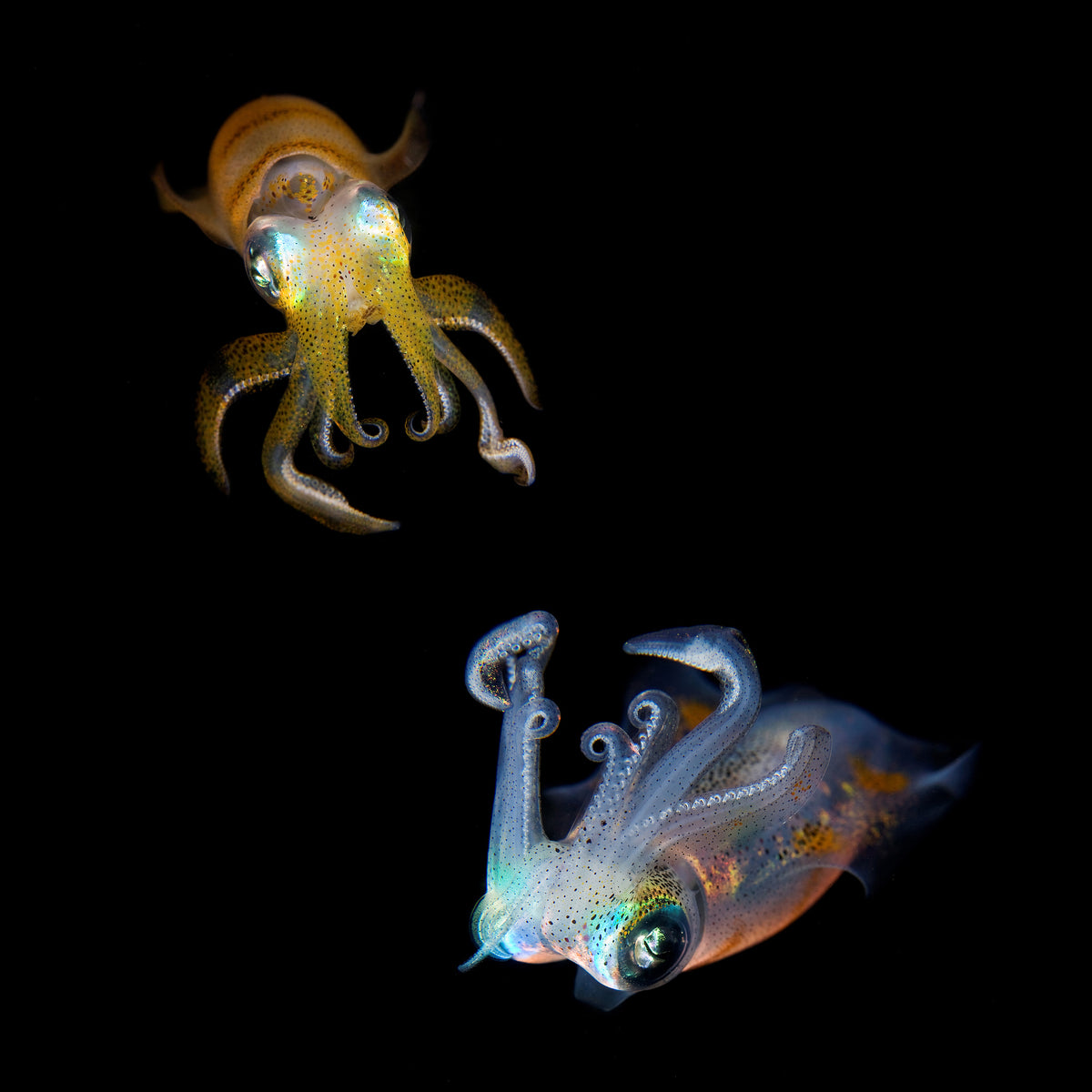 4-piece-aluminium-print-sea-jewels