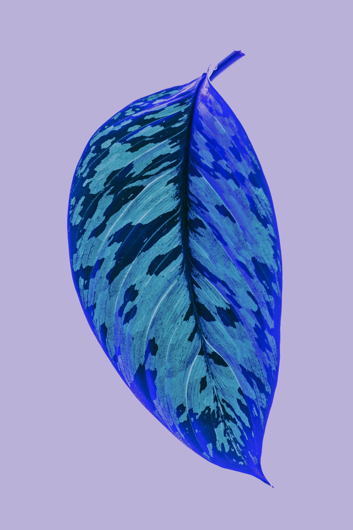 framedcanvas-print-vibrant-blue-leaf