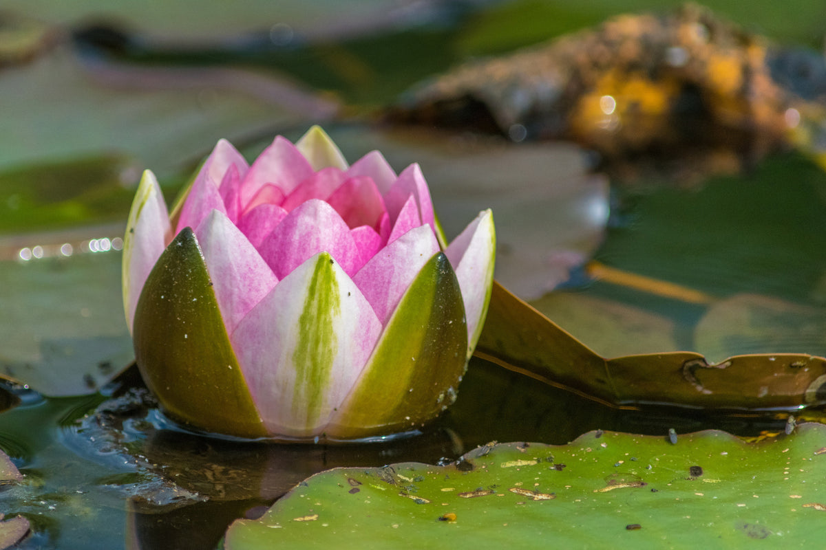 3-piece-aluminium-print-xl-water-lily-in-pink