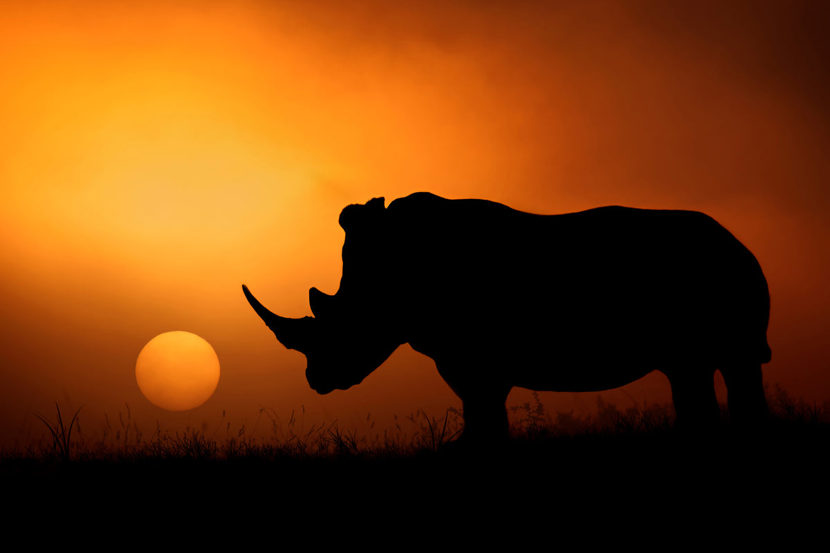 3-piece-acrylic-print-rhino-sunrise