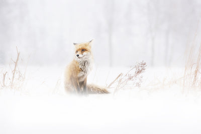 poster-print-waiting-xys