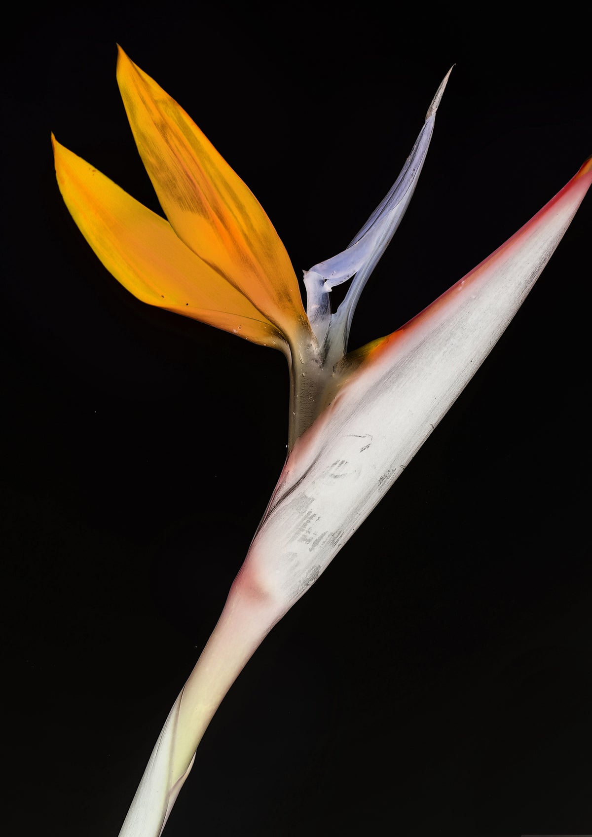 framedcanvas-print-bird-of-paradise-2