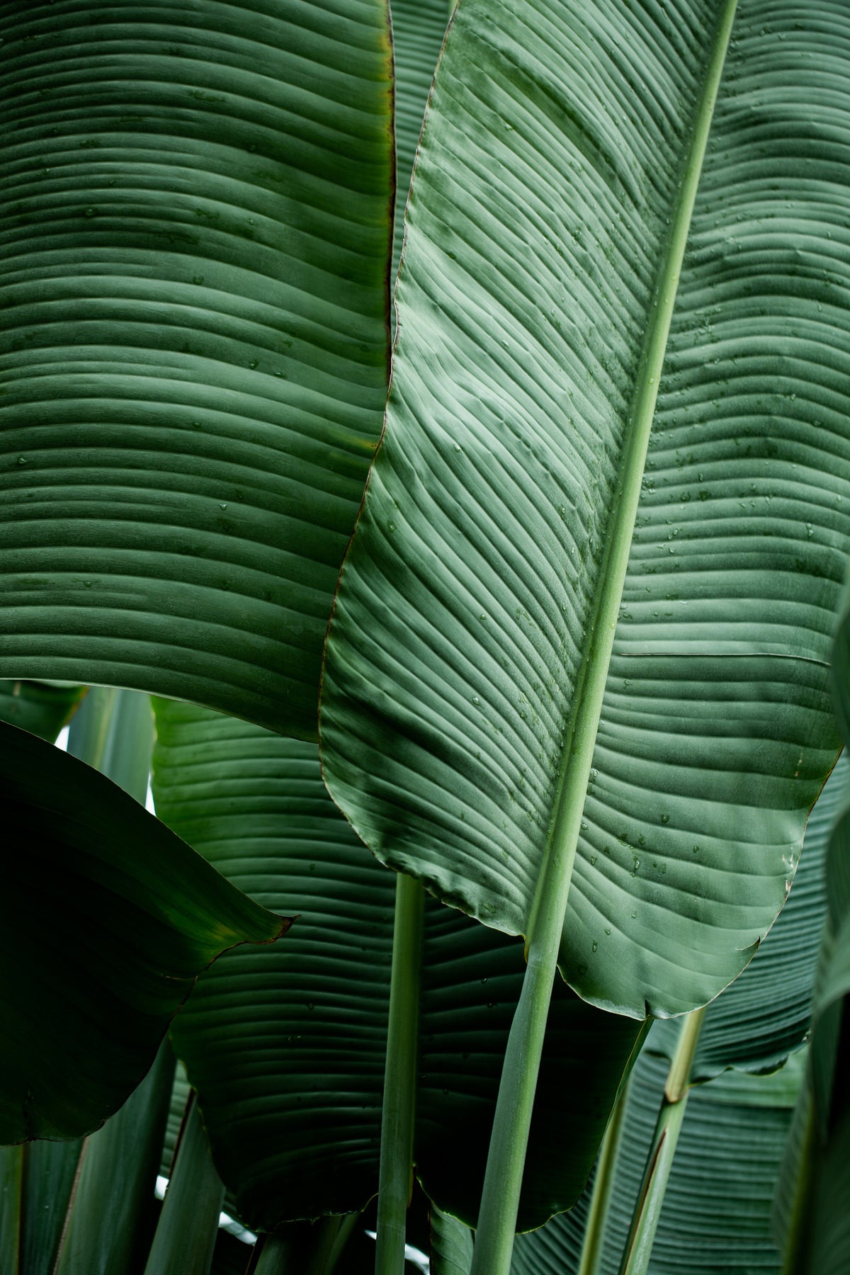 framedposter-print-leaves-14