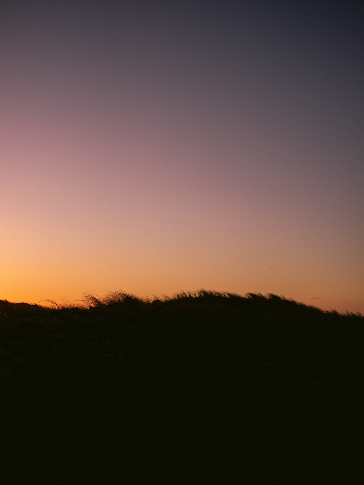 framedposter-print-dune-grass-sunset