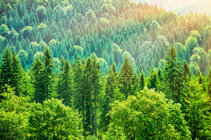 poster-print-the-forest-hill