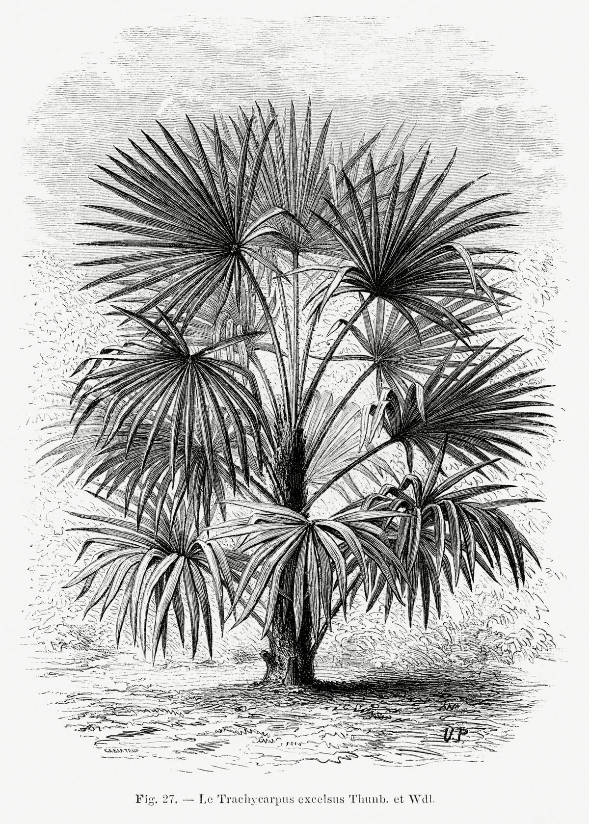 poster-print-vintage-palm-tree-drawing-xi