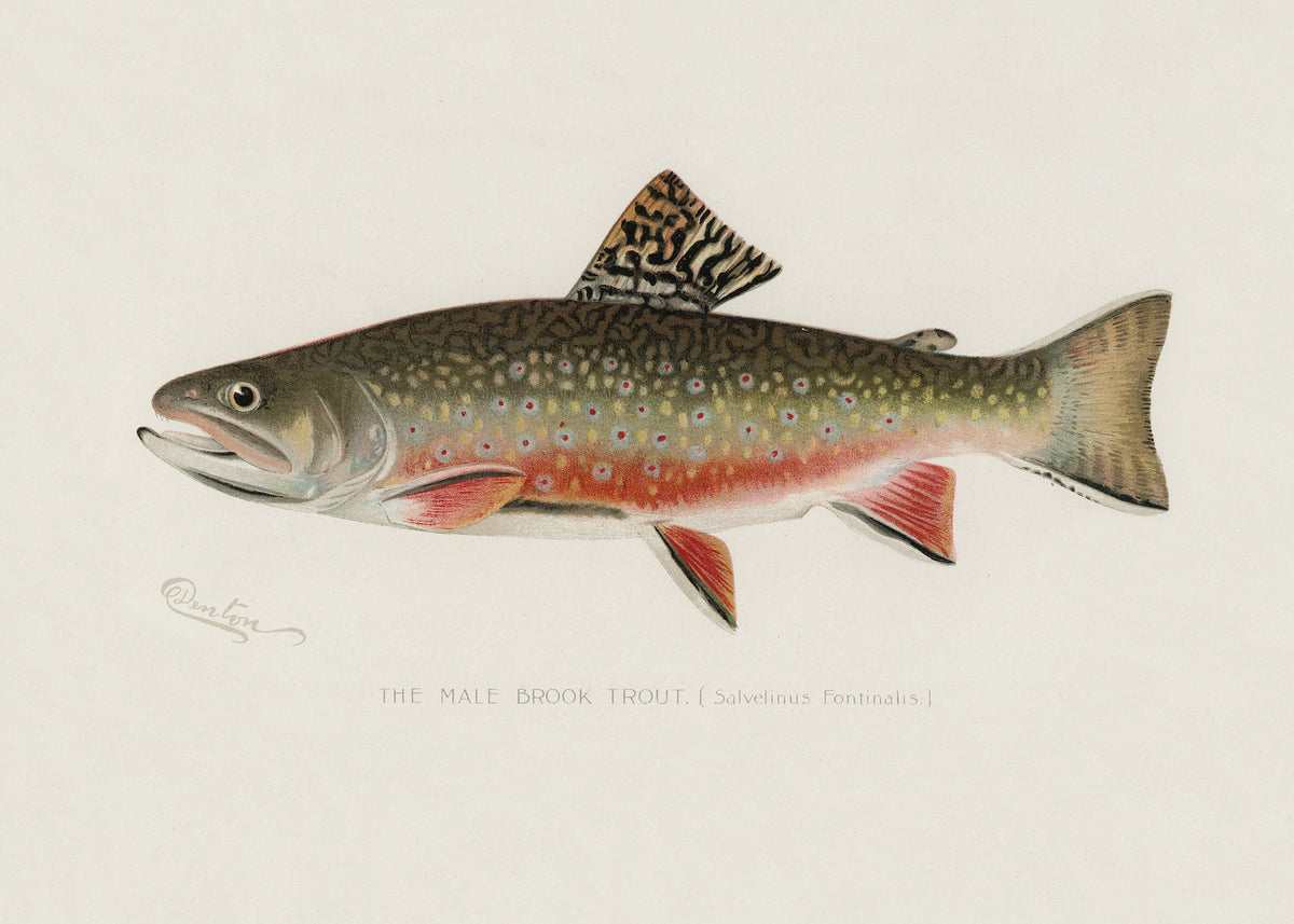 canvas-print-male-brook-trout