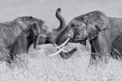 poster-print-elephant-qtai-chiq-x
