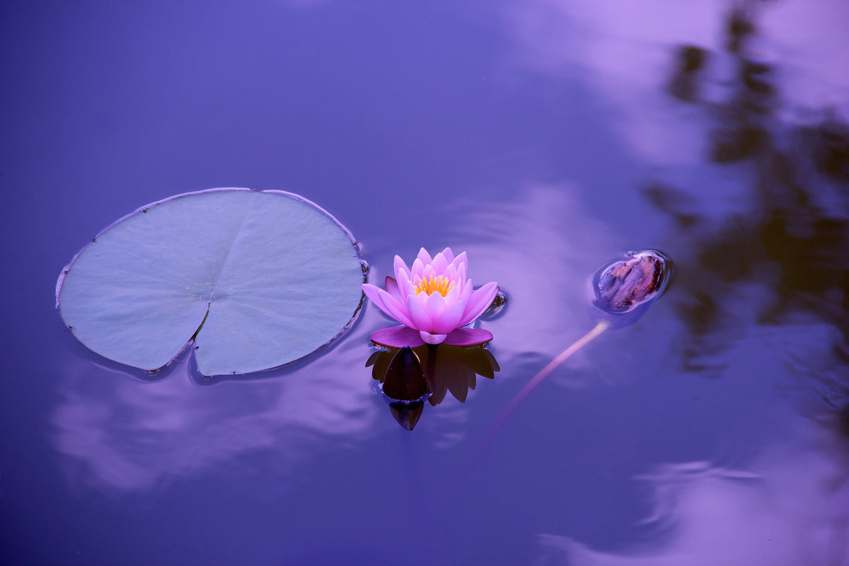 canvas-print-lotus-flower