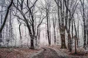 canvas-print-wintry-forest