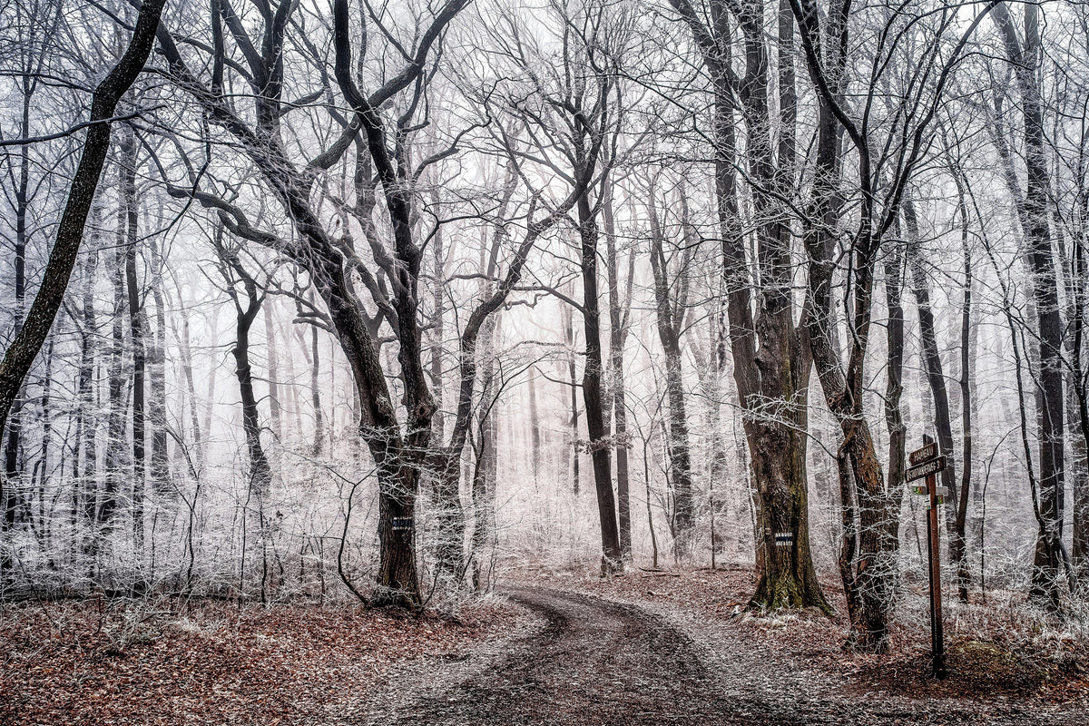 canvas-print-wintry-forest