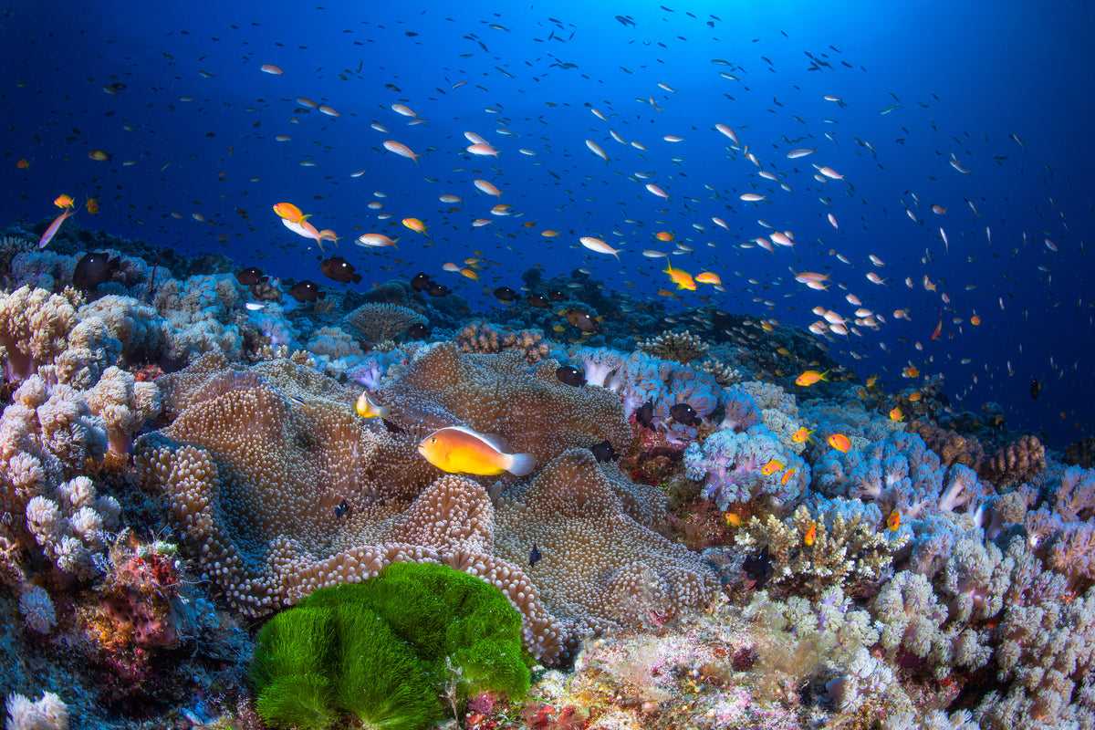 framedcanvas-print-anemon-and-anthias-x