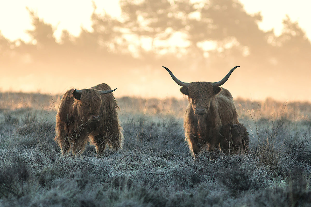 acrylic-print-three-highlanders-x