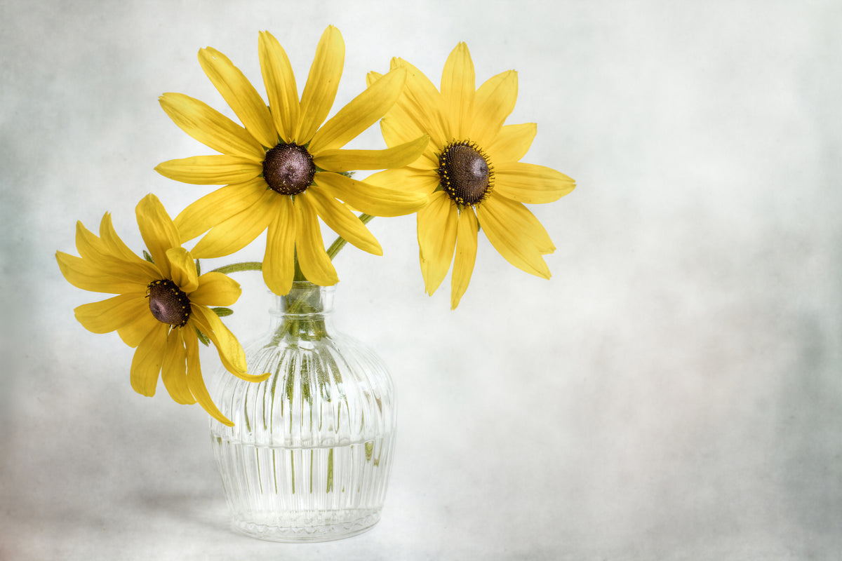 canvas-print-rudbeckia-x