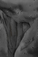 framedposter-print-zebra-structural-flow