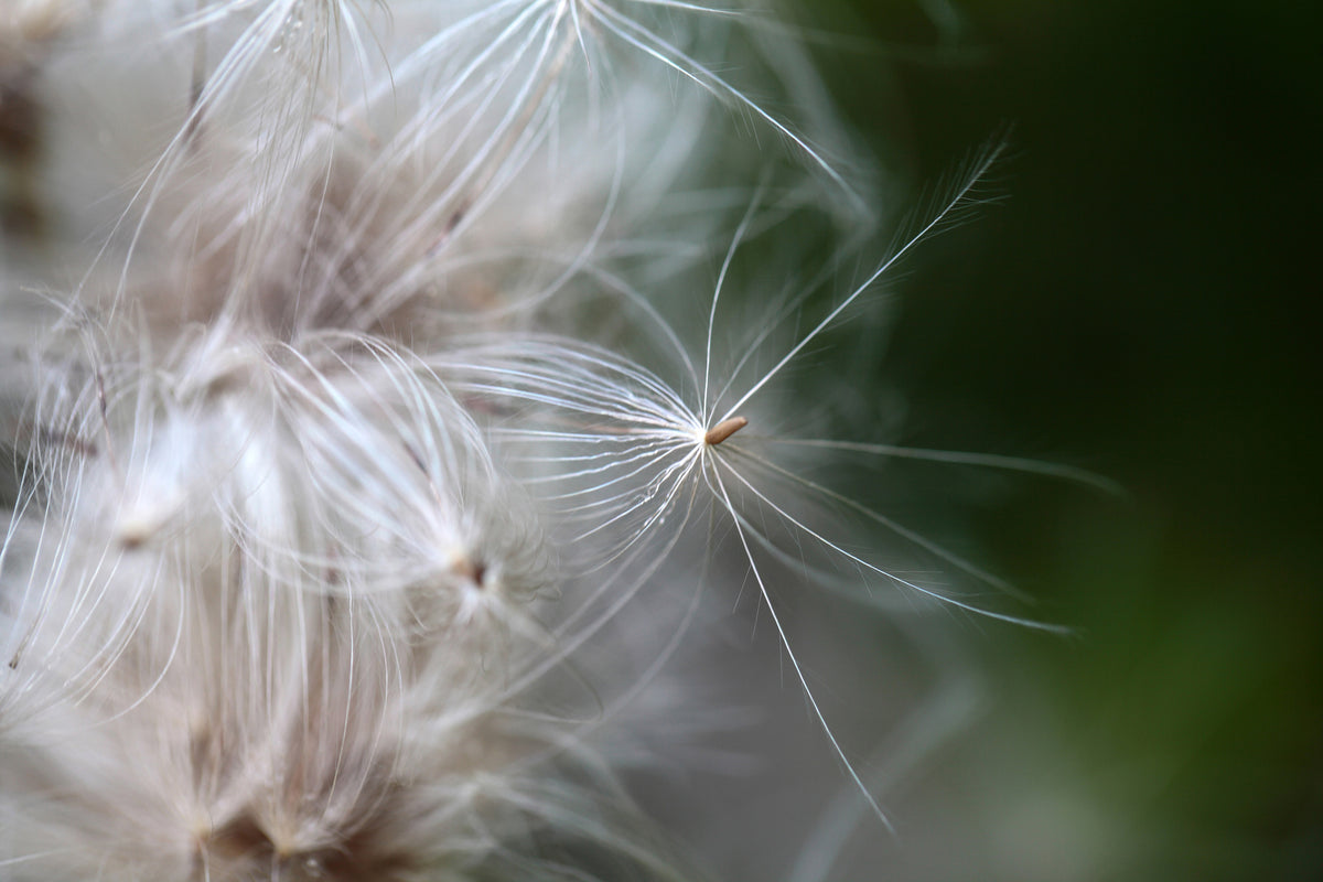 framedposter-print-close-up-flowers-fibers