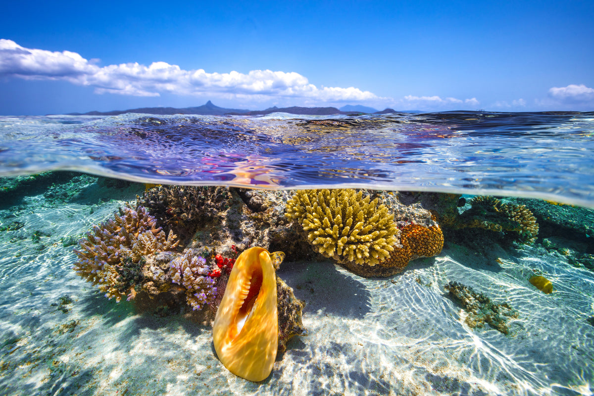 framedposter-print-lagoon-life