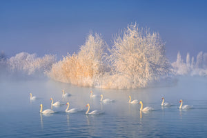 framedcanvas-print-swan-lake-xge